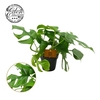 Monstera piccolo, 12cm 100 % veenvrij