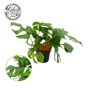Monstera Minima 12cm
