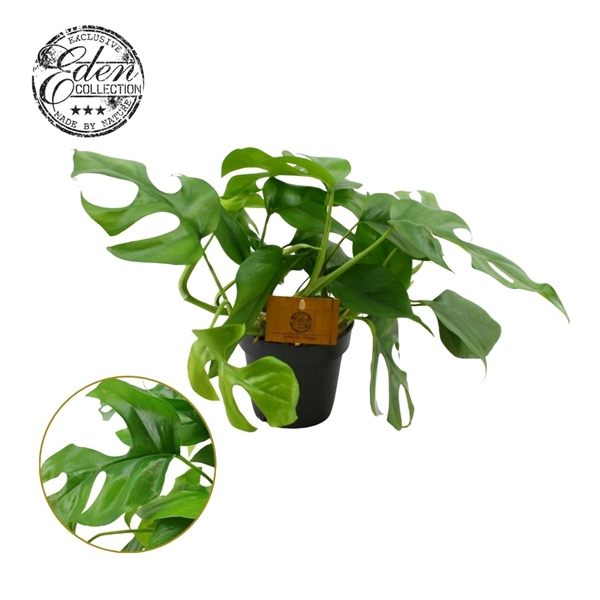 <h4>Monstera piccolo, 12cm 100 % veenvrij</h4>