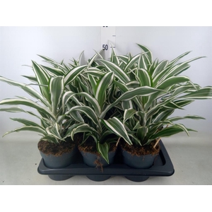 Dracaena frag. 'White Jewel'