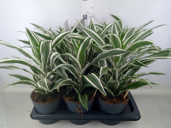 <h4>Dracaena frag. 'White Jewel'</h4>