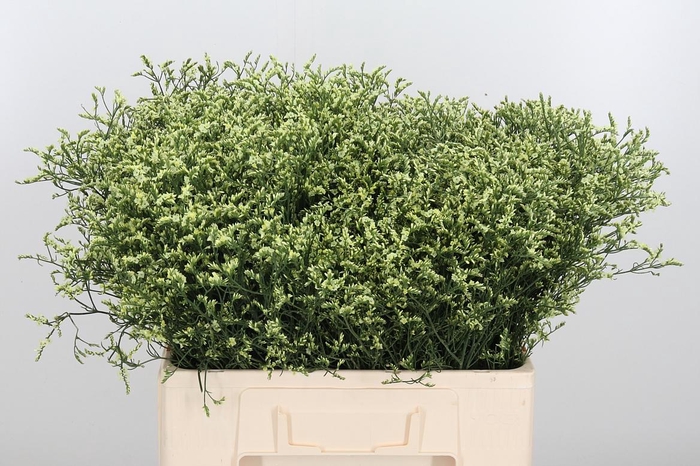 <h4>Lim Sin China Lemon</h4>