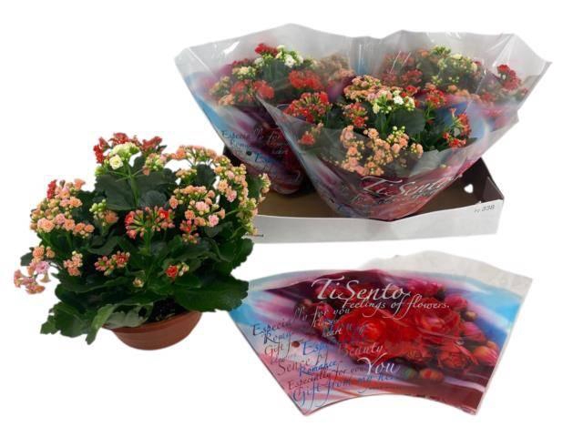 <h4>KALAN CALAN CARNAVAL P23</h4>