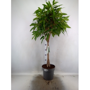 Ficus binn. 'Amstel King'