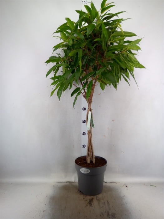 <h4>Ficus binn. 'Amstel King'</h4>