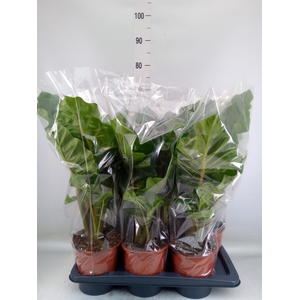 Alocasia  'Low Rider'