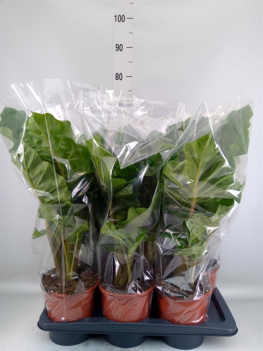 <h4>Alocasia  'Low Rider'</h4>