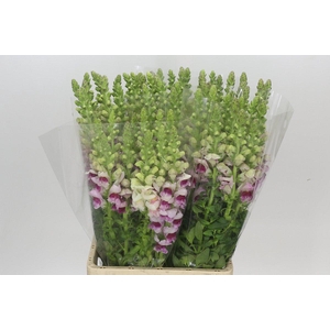 Antirrhinum Potomac Appleblossom