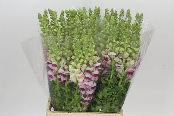 <h4>Antirrhinum Potomac Appleblossom</h4>