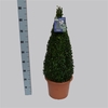 Buxus overig