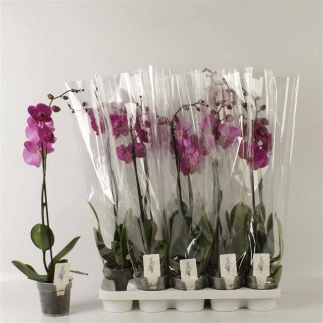 <h4>PHAL OV PAARS</h4>