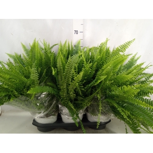 Nephrolepis exal. 'Sonata'