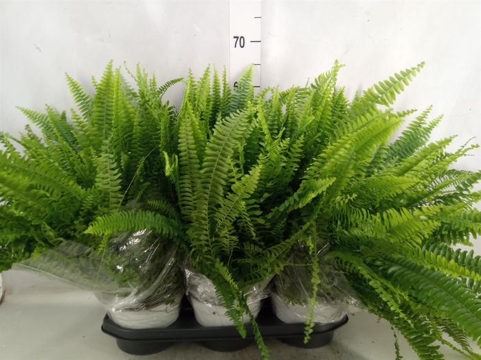 Nephrolepis exal. 'Sonata'