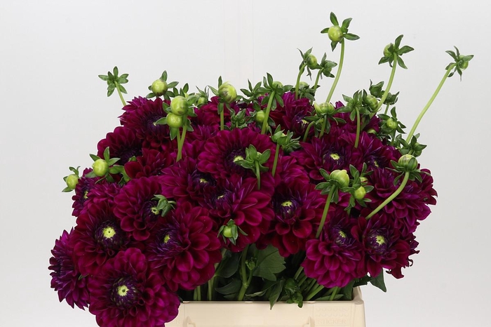 <h4>Dahlia Ivannetti</h4>