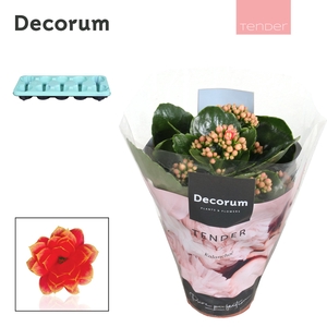 Kalanchoe Decorum TENDER - Serenity Coral