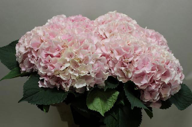 <h4>HYDR M CH VERENA</h4>