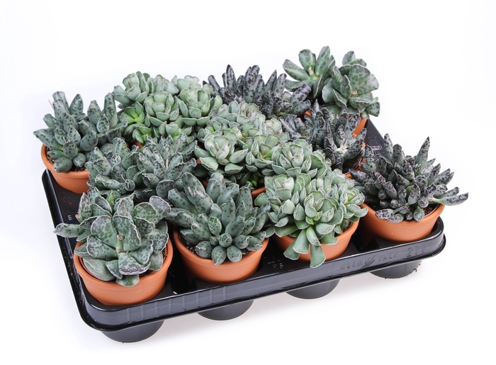 <h4>Adromischus Gemengd Keramiek Rozenpot</h4>