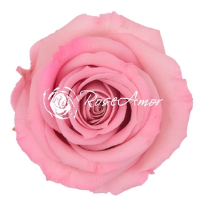 PRESERVED ROSA MINI WARMI BIC 08