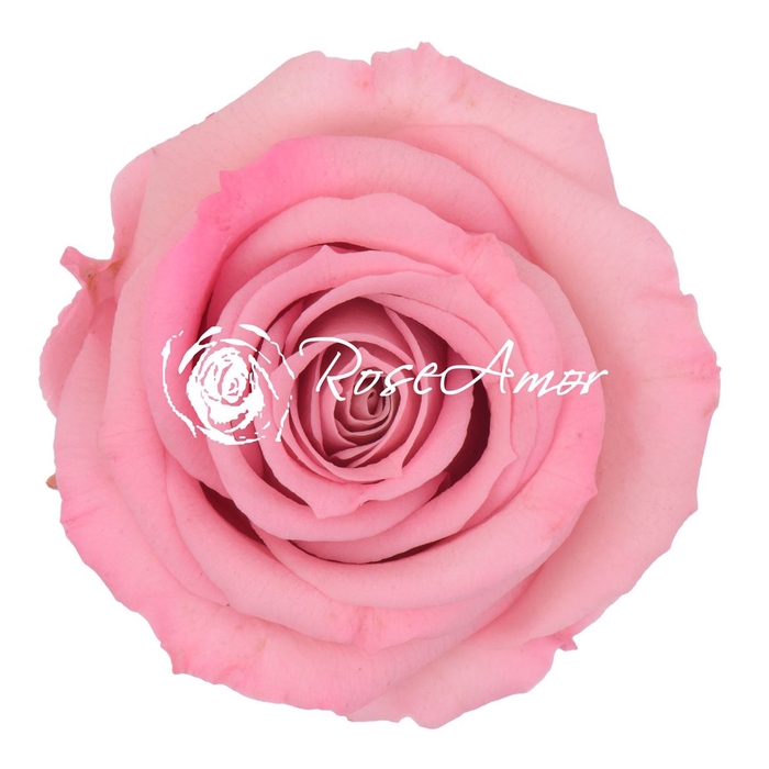 <h4>PRESERVED ROSA MINI WARMI BIC 08</h4>