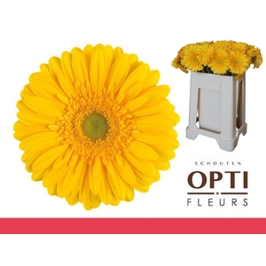 Gerbera Submarine Water / Hoes