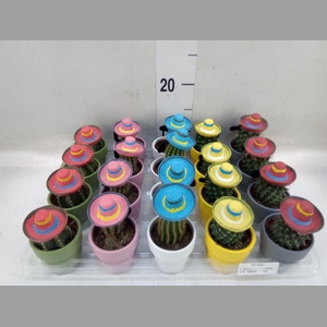 Cactus   ...decorated