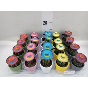 Cactus   ...decorated