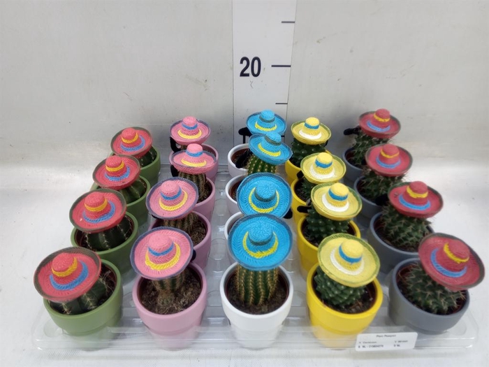 <h4>Cactus   ...decorated</h4>