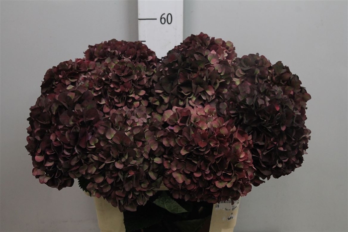 <h4>Hydr Cl M Rubyrd</h4>