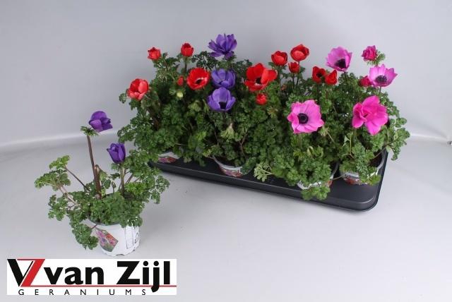 <h4>ANEM CO HARMONICA MIX</h4>