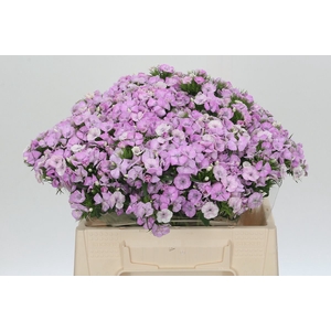 Dianthus Br Aston Villa