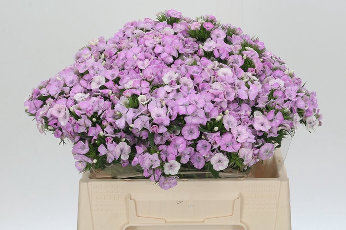 <h4>Dianthus Br Aston Villa</h4>