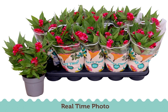 <h4>CEL CR TWIST RED CUR</h4>