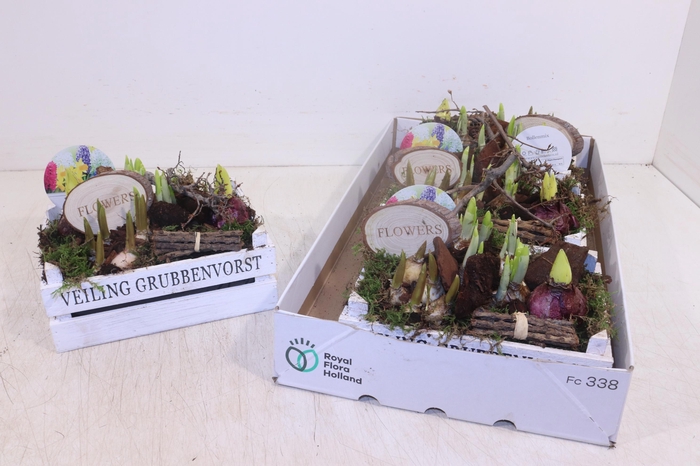 <h4>ARR BOL KNOLGEWAS</h4>