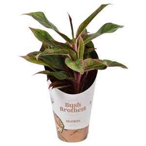 Aglaonema Light Star