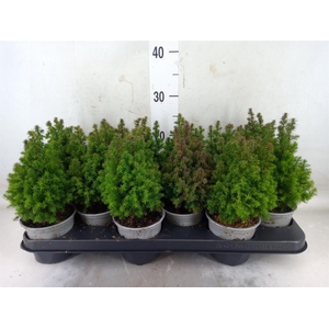 Chamaecyparis thyo. 'Alpica'