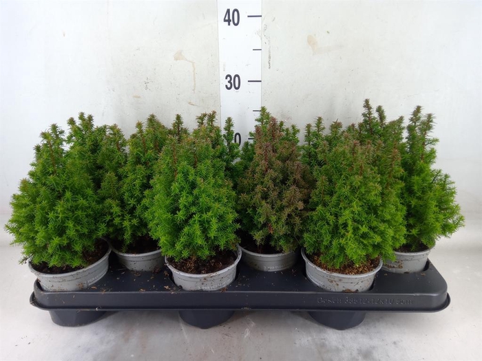 <h4>Chamaecyparis thyo. 'Alpica'</h4>