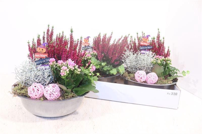 <h4>ARR TUINPLANTEN</h4>