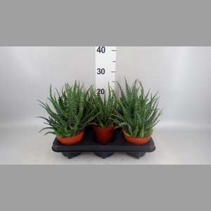 Aloe arborescens 'Bora'