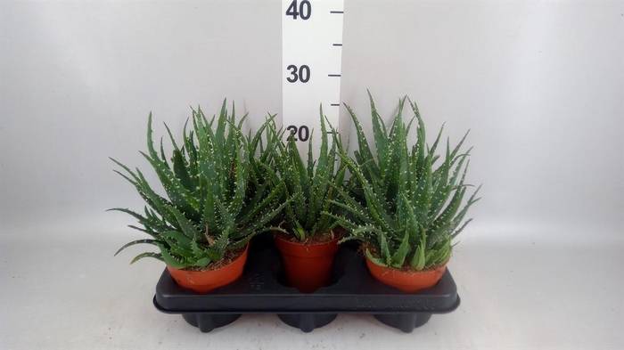 <h4>Aloe arborescens 'Bora'</h4>