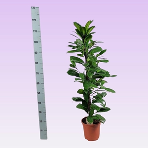 FICUS CYATHISTIPULA