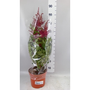 Astilbe   ...