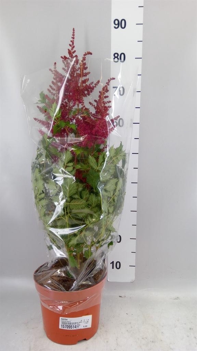 <h4>Astilbe   ...</h4>