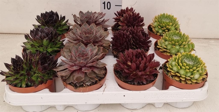<h4>Sempervivum   ...</h4>