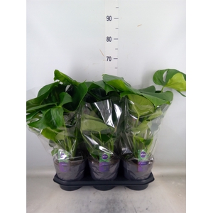 Monstera delic.