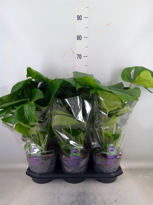 <h4>Monstera delic.</h4>