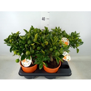 Citrofortunella mic.