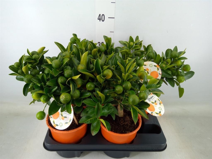 <h4>Citrofortunella mic.</h4>