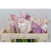 Zantedeschia Eydolls Purple White