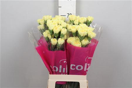 <h4>Di St Hermes</h4>