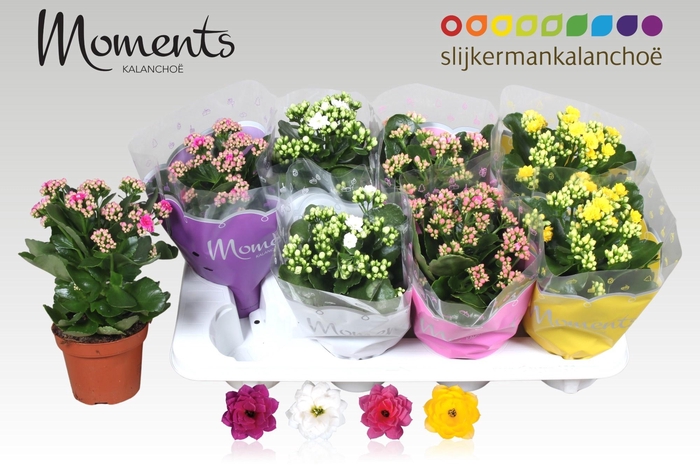 <h4>KAL GE GEM 4 KL</h4>